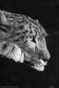 Snow_Leopard_by_Tw...eil.png