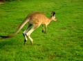 kangaroo