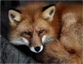 Red Fox 888