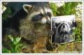 racoon 28
