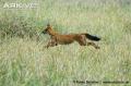 Dhole-running