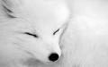 WhiteFox