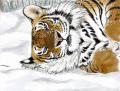 Amur Tiger08snow resized