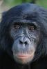 Bonobo2