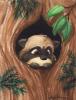 1209793922.taen racoon peeking