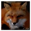 Red Fox 845