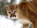 cougar_in_winter_montana.jpg