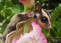 1226770865 sugar glider018