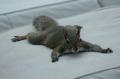 Squirrel 07