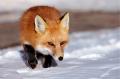 Red Fox 885