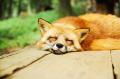 Sleeping-Fox