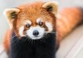 Red Panda Mobile 1024 x 730