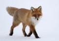 Red Fox 853
