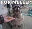 funny-raccoon