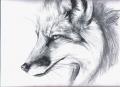 Fox_8