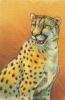 cheetahportraitweb...ornwolf