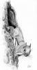 douglas squirrel scan resized