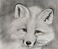 Fox_4