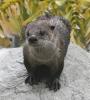 0otter1