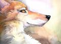 coyote by Sebastian