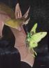 1201584815.rgibson bat moth