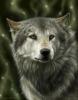 WOLF by DarkIceWolf .jpg