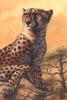Cheetah by Blotch