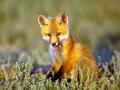 CuteFoxCub1M4MOIUMEG21024x768