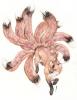 Nine Tail Demon Fox by asemo