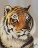 tiger by Lozpie