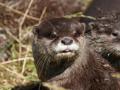 Otter