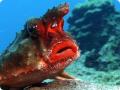 rosylippedbatfish 03
