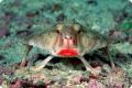 rosylippedbatfish 01